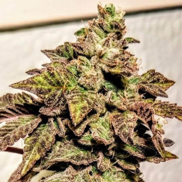 London Cookies Regular Seeds - 12