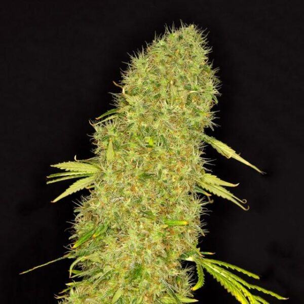 Mango Jack Feminised Seeds