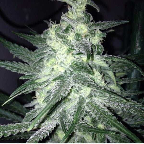 Moonshine Haze x Ghost Train Haze #1 Feminised Seeds - 6