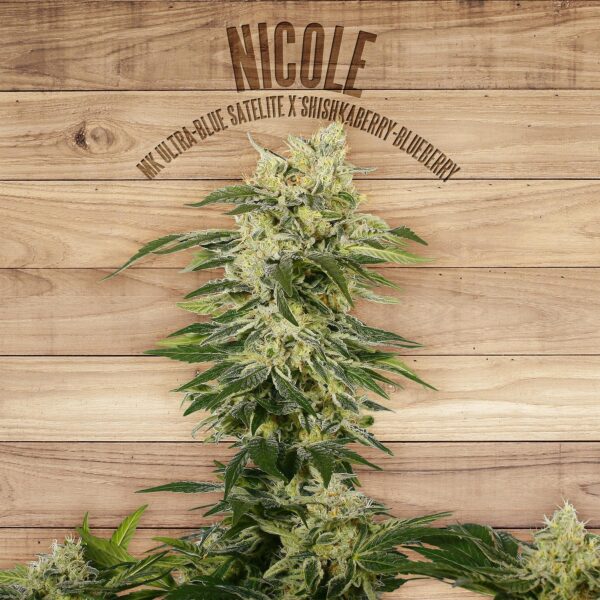 Nicole Feminised Seeds