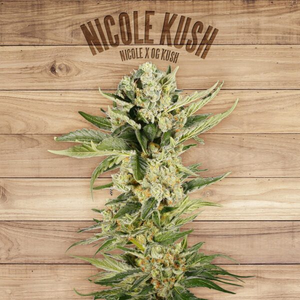 Nicole Kush Feminised Seeds