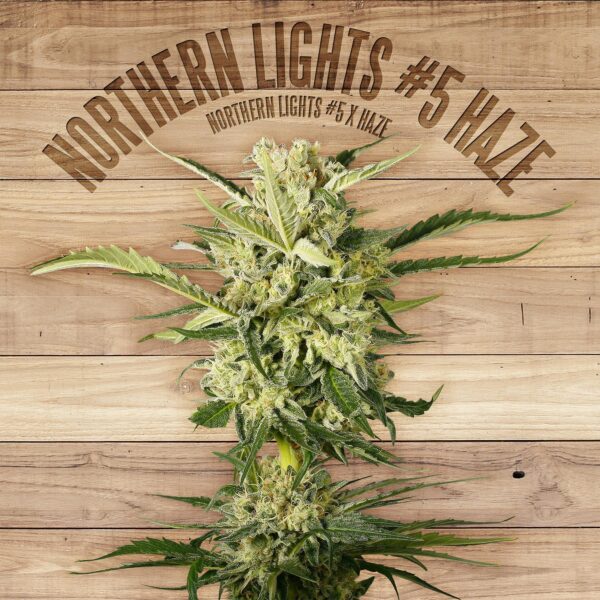 Northern Lights #5 Haze Feminised Seeds