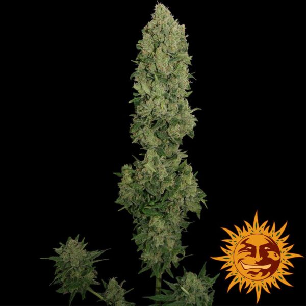 NYC Diesel Auto Feminised Seeds