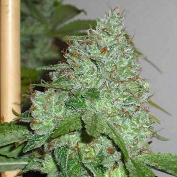 OG Chem Regular Seeds - 11