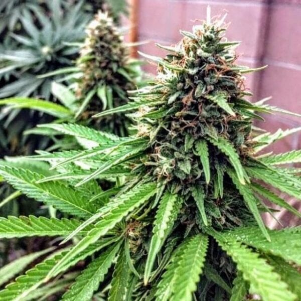 OG Dawg Stomper Regular Seeds - 12