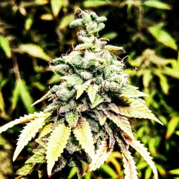 OG Dawg Stomper Regular Seeds - 12 - Image 2
