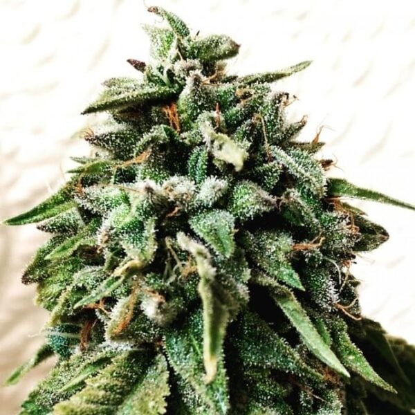 OG Strawberry Star Killer Regular Seeds - 12 - Image 2