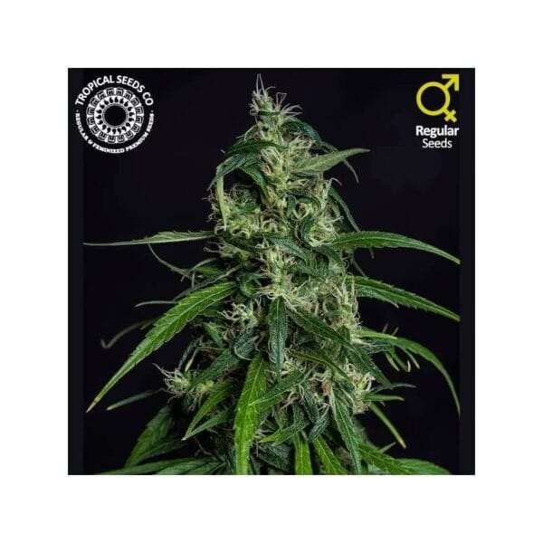 Old Afghan NLD Regular Seeds (Limited Edition)