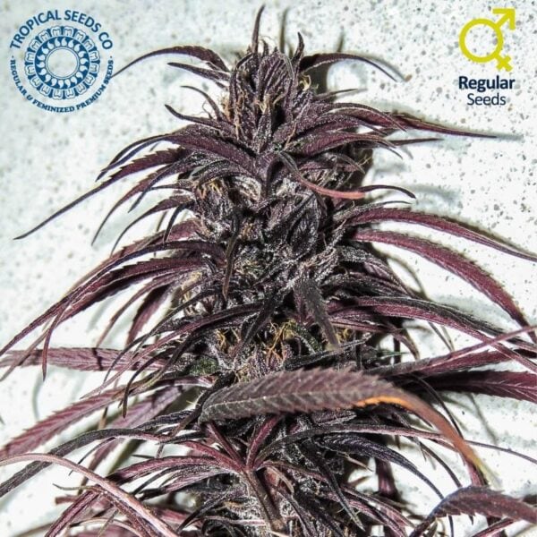 Old Congo Regular Seeds
