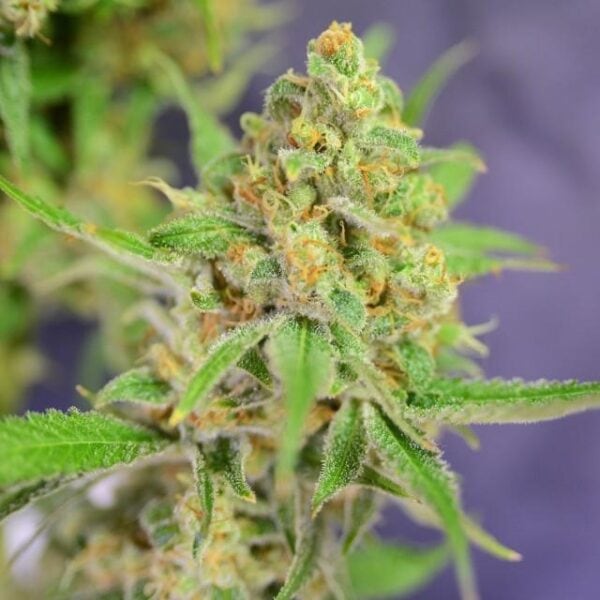 Orange Barb Feminised Seeds - 6