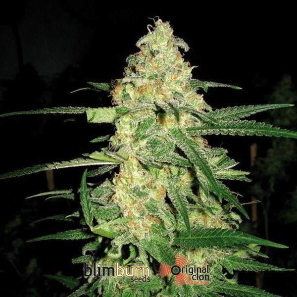 Original Clon Feminised Seeds