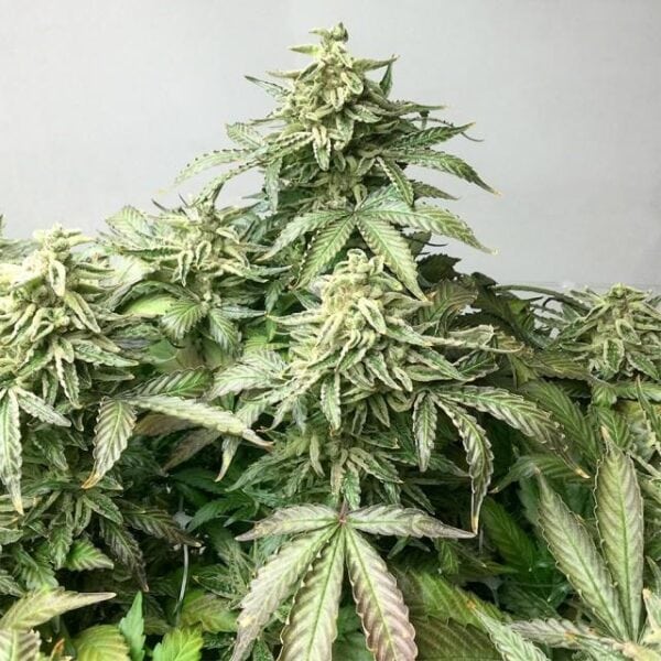Ox Piss Regular Seeds - 12