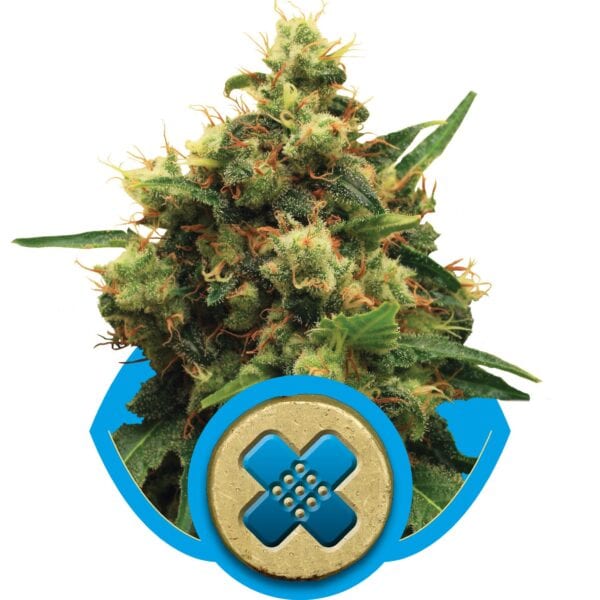 Painkiller XL Feminised Seeds - Image 2