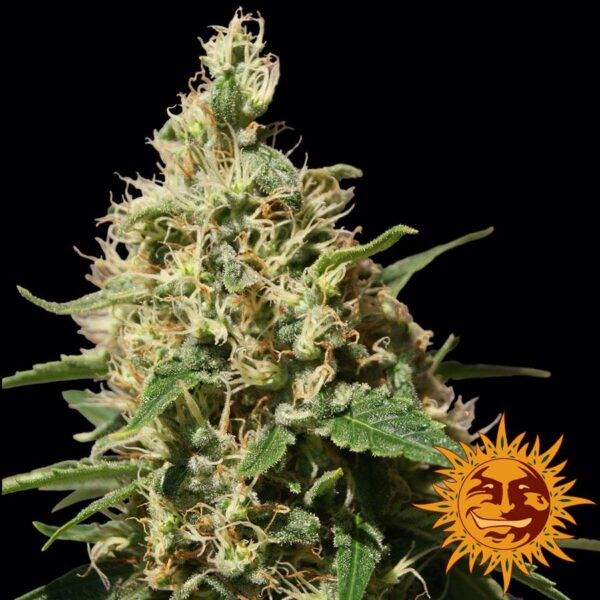 Peppermint Kush Feminised Seeds