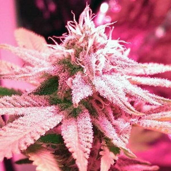 Pink Cadillac Regular Seeds - 12