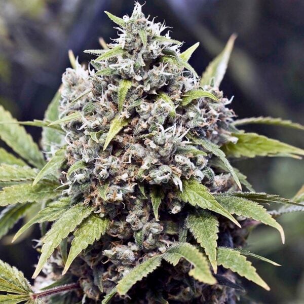 Pure AK Feminised Seeds