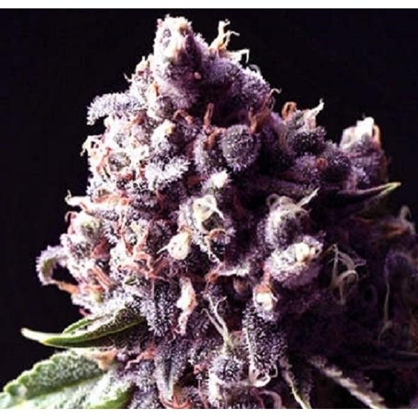 Purple Pinecone Feminised Seeds - 5