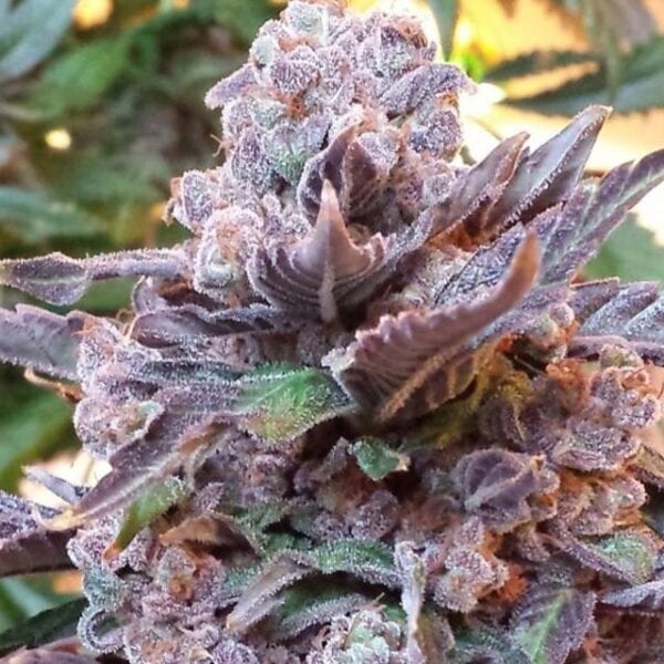 Purple Strawberry Bliss Feminised Seeds - 5