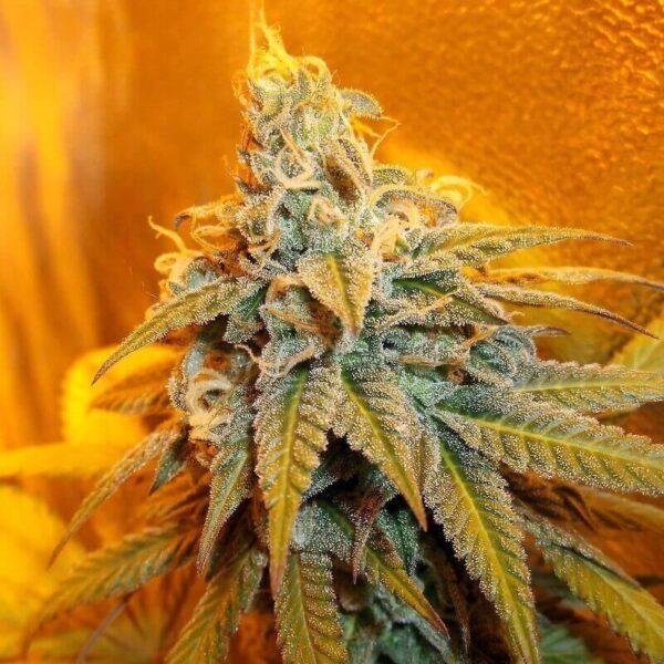 Rainbow Jones Feminised Seeds - 5