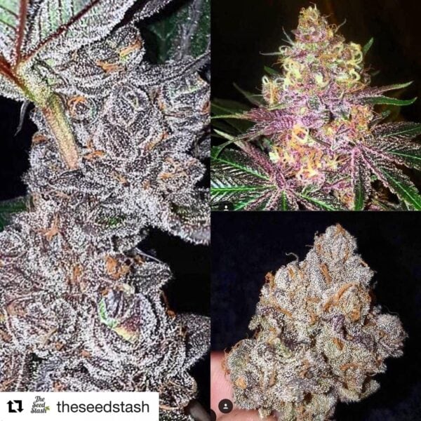 Raspberry Moonshine Regular Seeds - 10