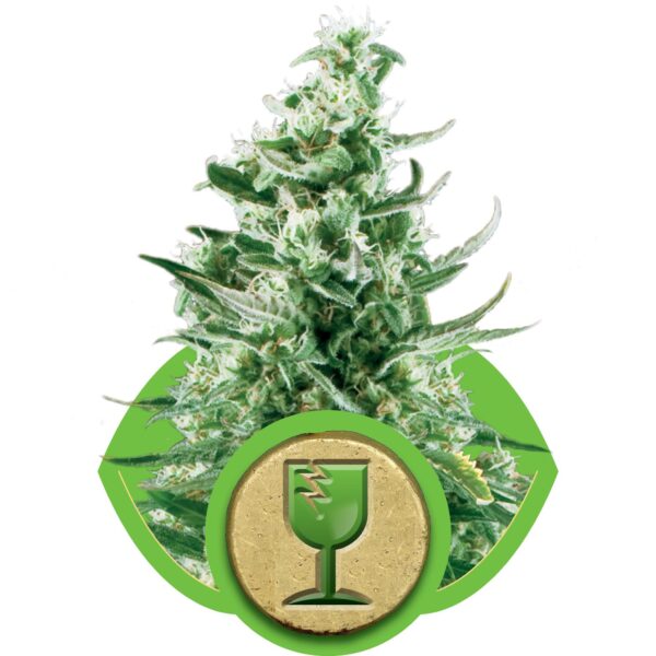 Royal Critical Auto Feminised Seeds - Image 2