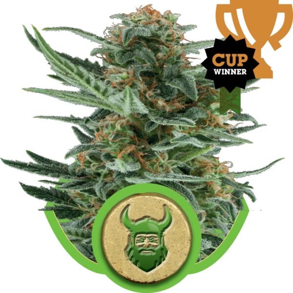 Royal Dwarf Auto Feminised Seeds - Image 2
