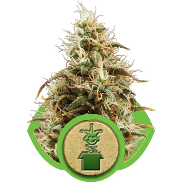 Royal Jack Auto Feminised Seeds - Image 2