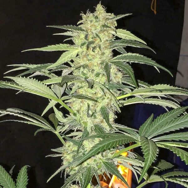 SAGE CBD