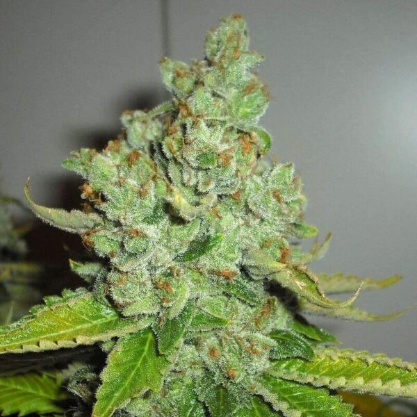 SFV OG Kush Regular Seeds - 10