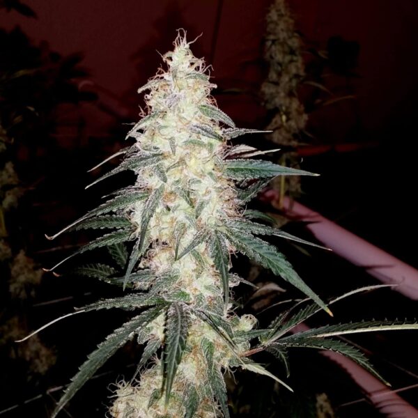 Sherbet Cookies Feminised Seeds - 6