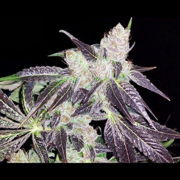 Shoreline Feminised Seeds - Image 2