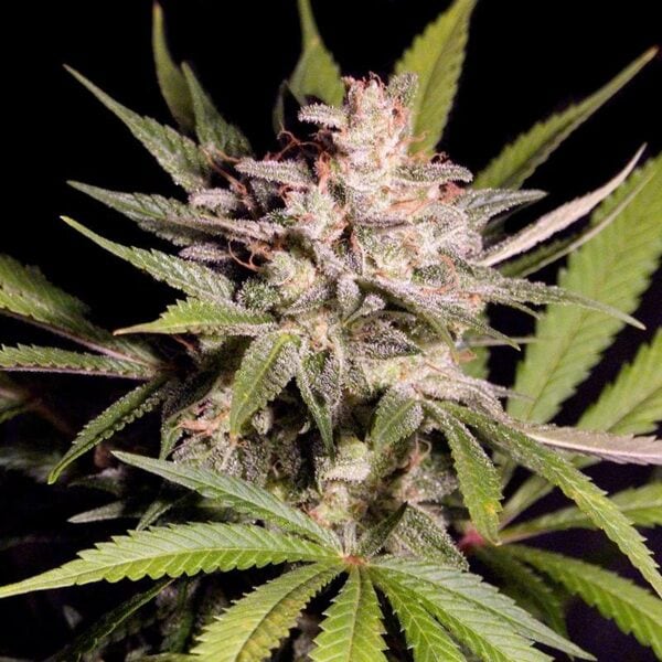 Silver Bubble Regular Seeds