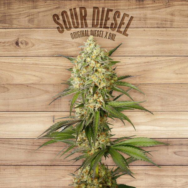 Sour Diesel Feminised Seeds - TPL