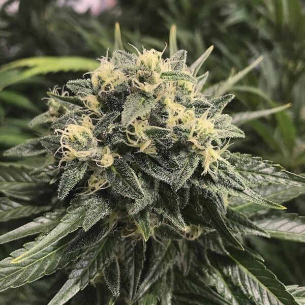 Sour Diesel Feminised Seeds - TPL - Image 2
