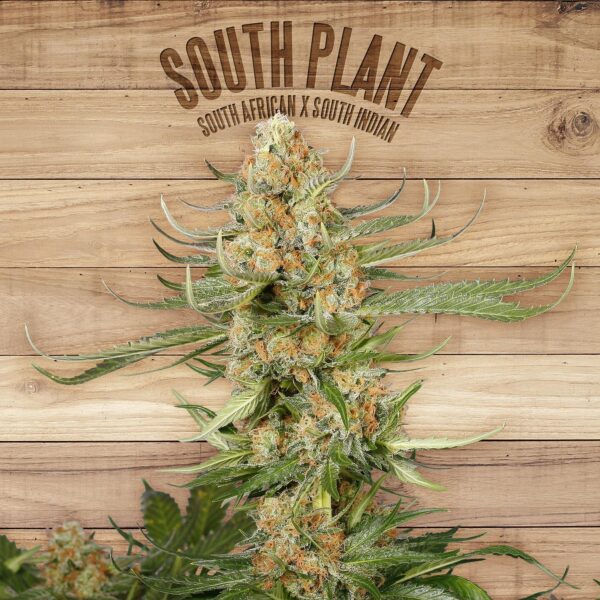 South Plant Feminised Seeds