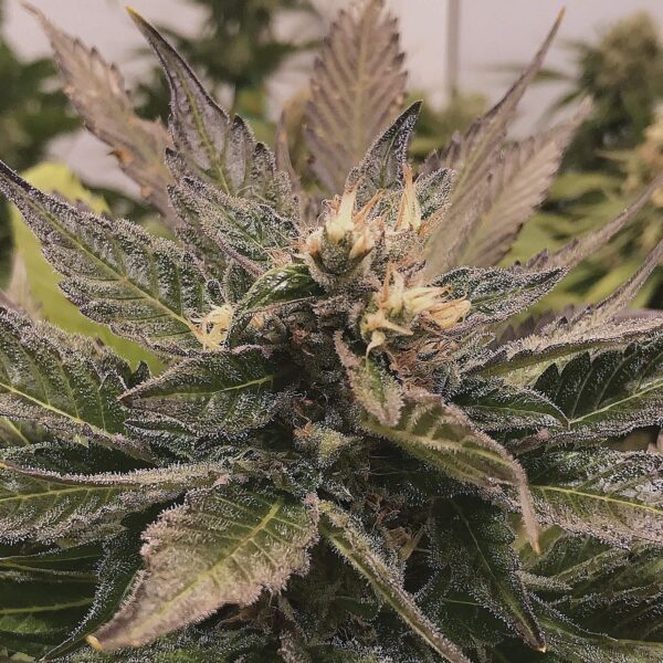 South Plant Feminised Seeds - Image 2