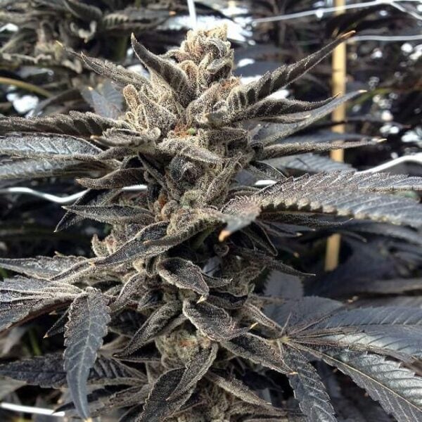 Star Killer Regular Seeds - 12