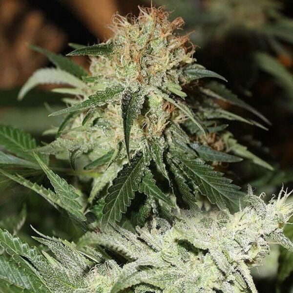 Strawberries & Cream Feminised Seeds - 5