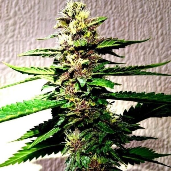 Strawberry Diesel Dojo Regular Seeds - 12