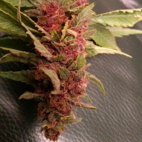 Strawberry Diesel Dojo Regular Seeds - 12 - Image 2
