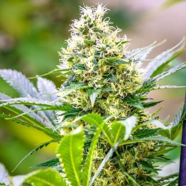 Strawberry Diesel x C99 Feminised Seeds - 8