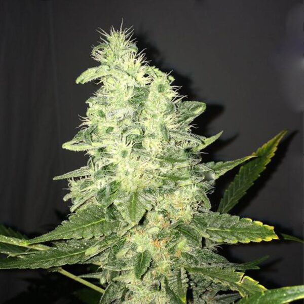 Supreme CBD Kush Feminised Seeds