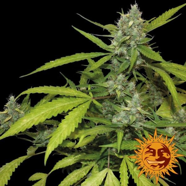 Sweet Tooth Auto Feminised Seeds - Barneys