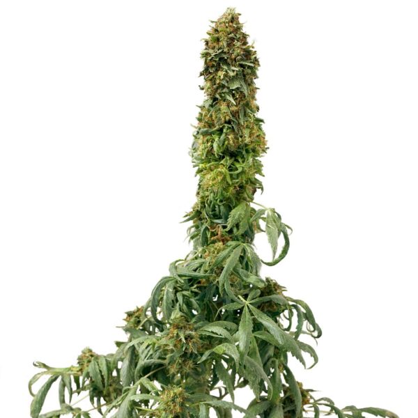 Sweet Tooth Auto Feminised Seeds - Barneys - Image 2