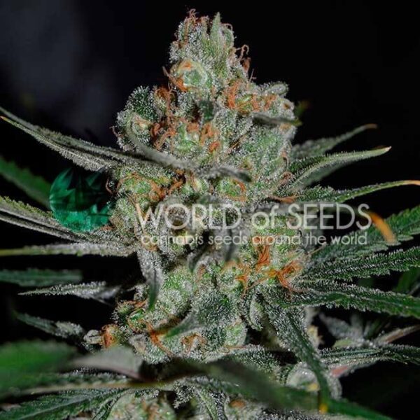 Afghan Kush Early Harvest Feminised Seeds