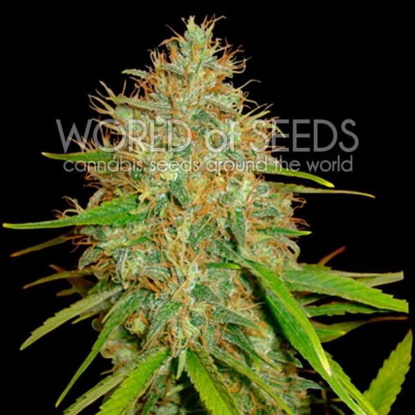 Afghan Kush x Skunk Feminised Seeds - Image 2