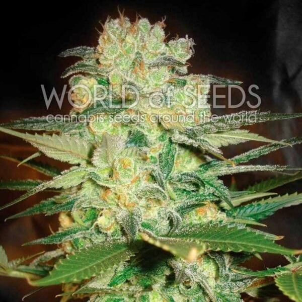 Afghan Kush x White Widow Feminised Seeds