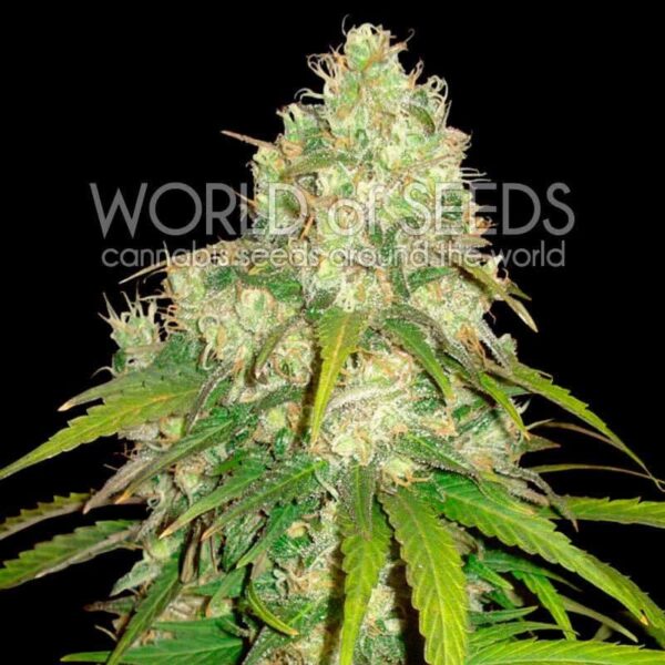 Afghan Kush x Yumbolt Feminised Seeds