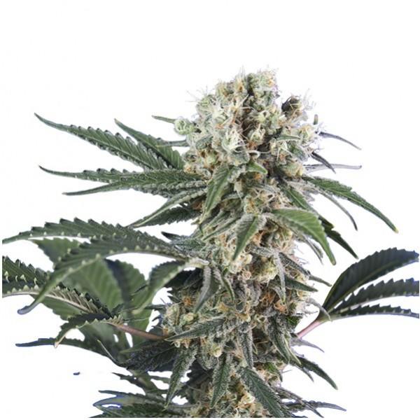 Wonder Black Domina Feminised Seeds - 5