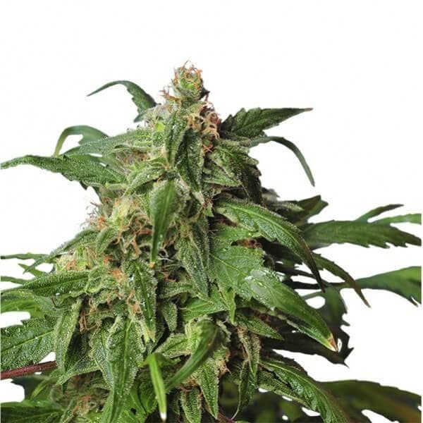 Zombie Rasta Feminised Seeds - 5